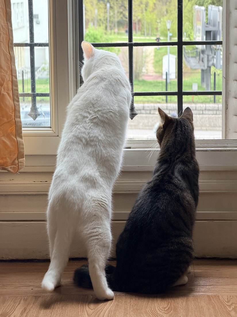 Two cats looking out through a window